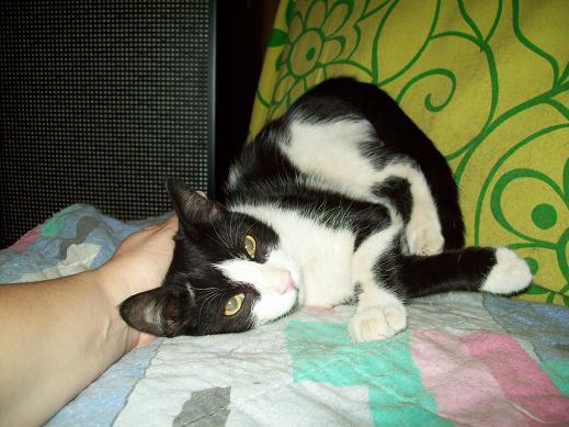 Michín, gatito macho de 5 meses. Protectora la Bienvenida 10-09-11+%25281%2529