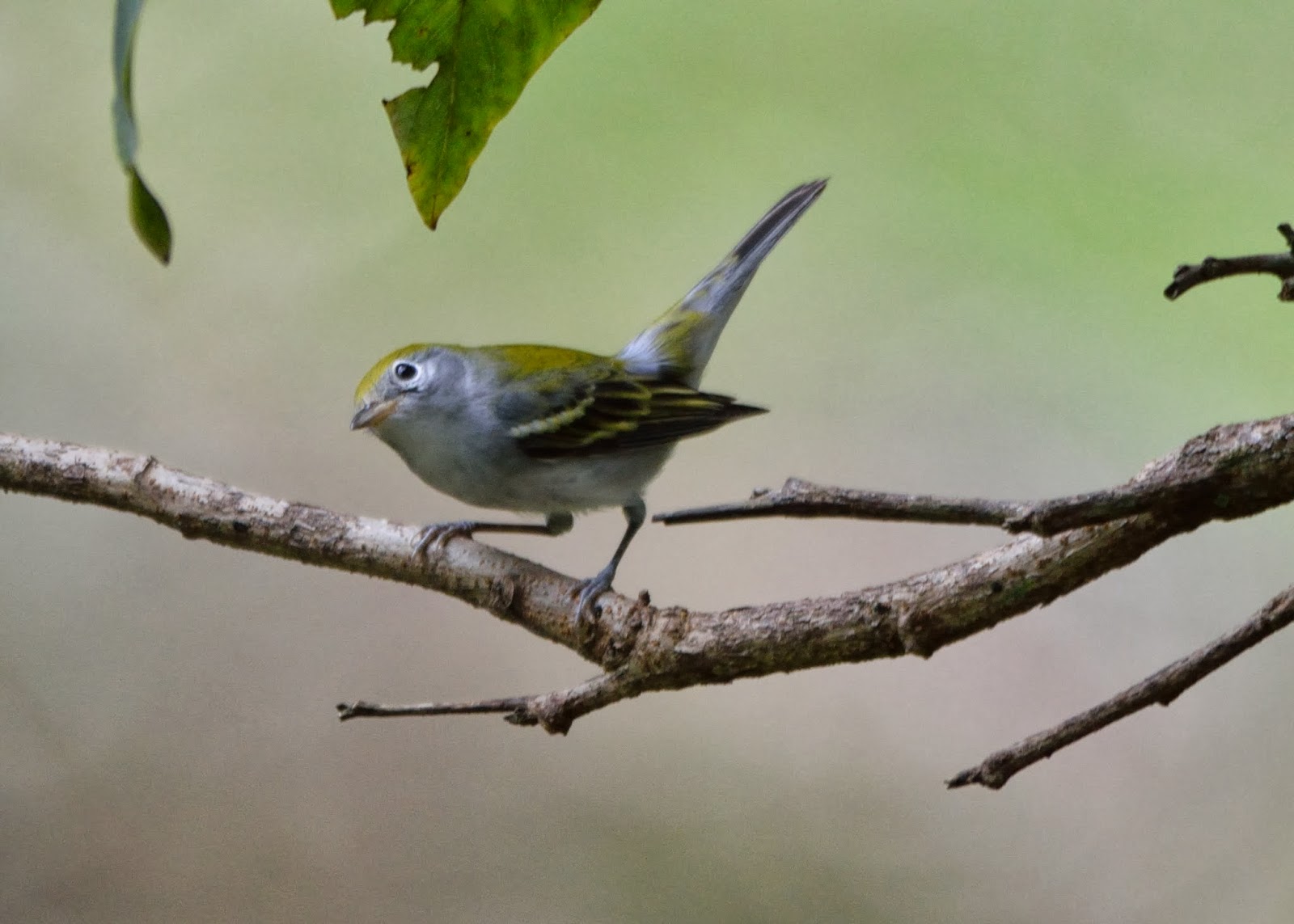 Two Black Country Birders Costa Rica Part 3