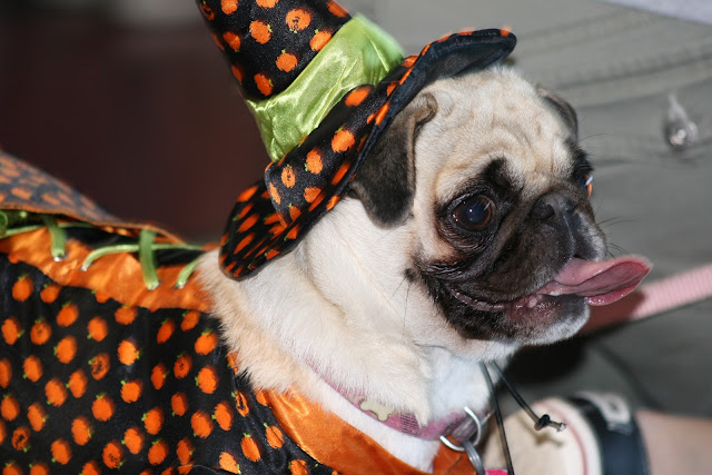 different pug breeds all list of different dogs breeds pug small breeds different pug breeds all list of different dogs breeds pug small breeds