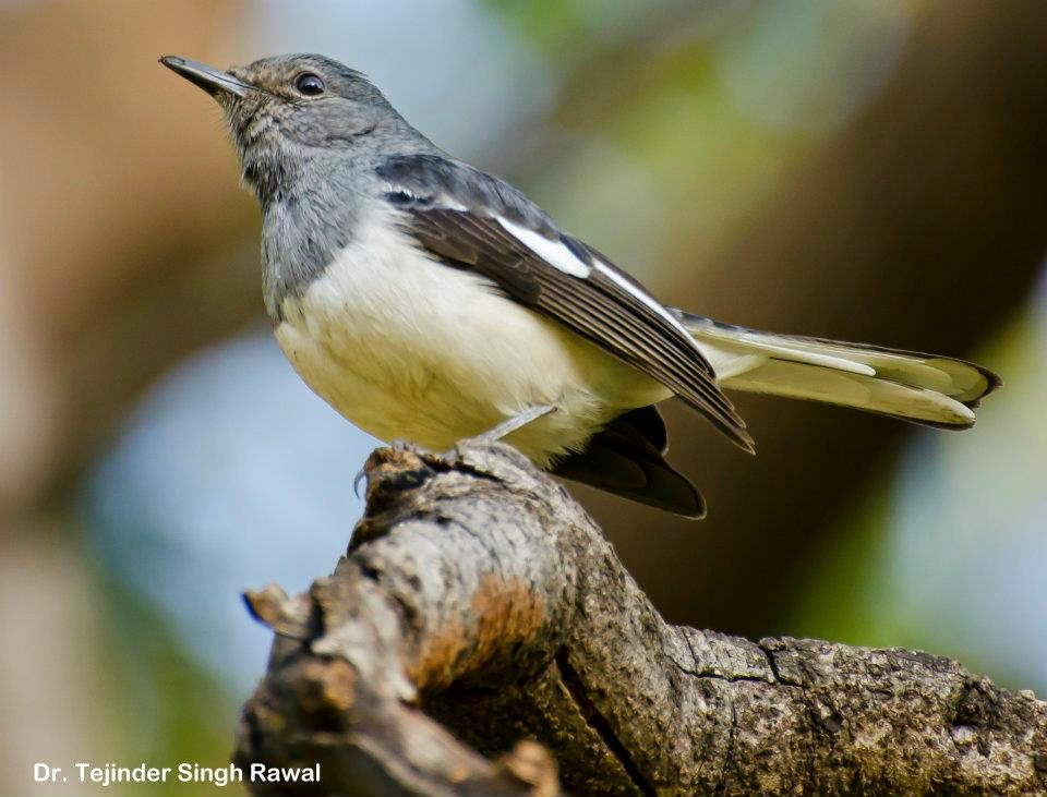 Domingi - Oriental Magpie Robin [Female]