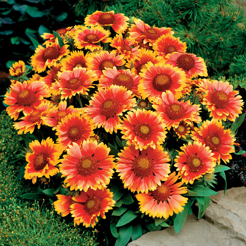 Dr. Dan�s Garden Tips Hot, Hot, Hot!