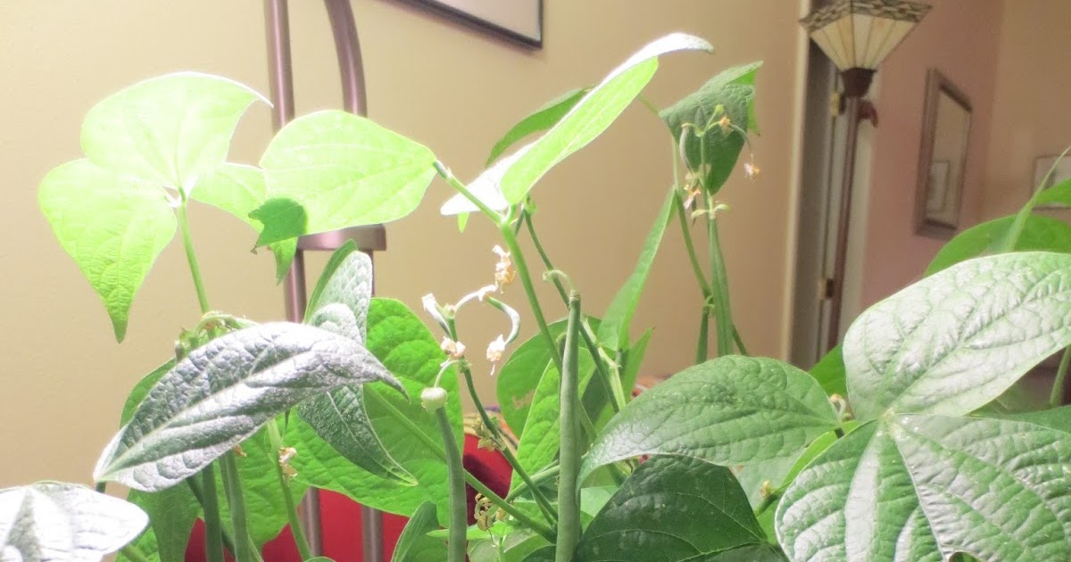 Crafty Mojo Living room string beans
