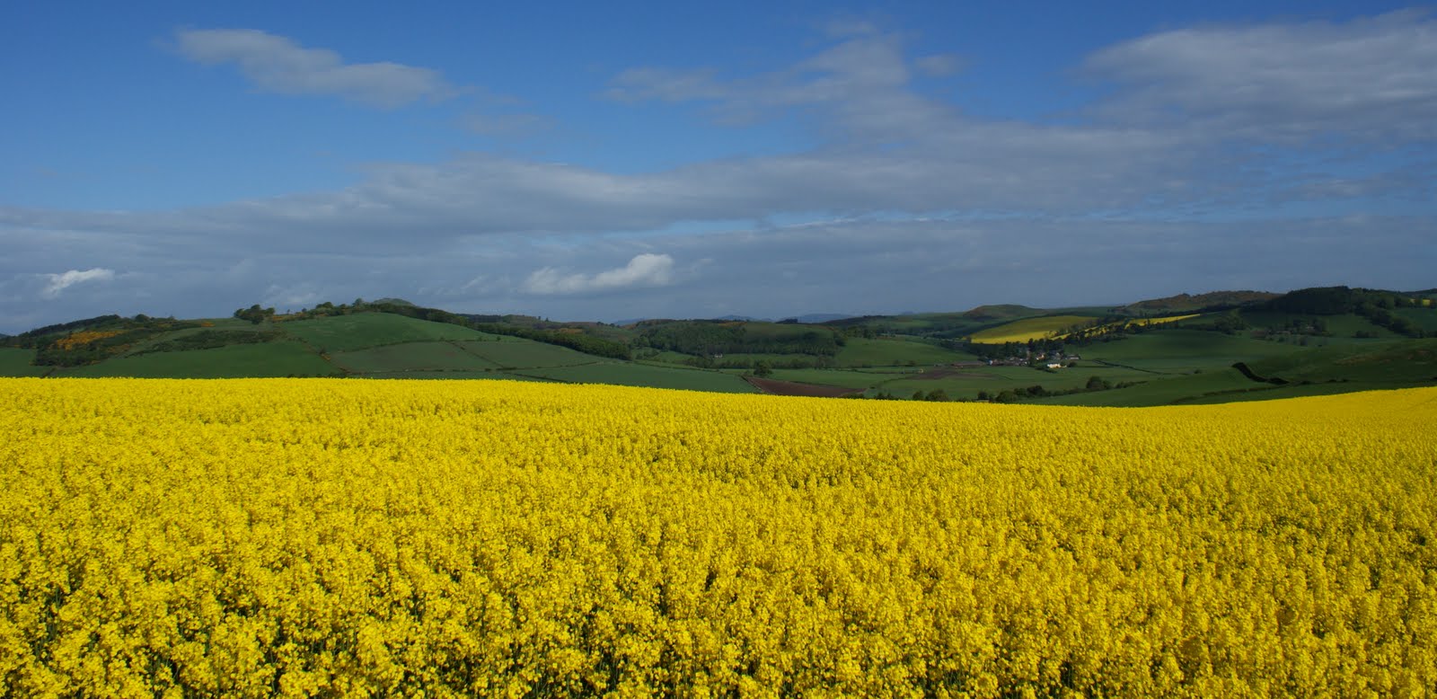 Tour Scotland Photographs Tour Scotland Photographs Fields Of Yellow