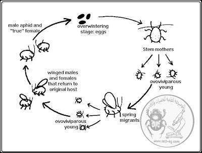 حشرة المَنّ Aphid الوصف المورفولوجي العام ودورة الحياة والمكافحة تاريخ ودورة حياة حشرة المن