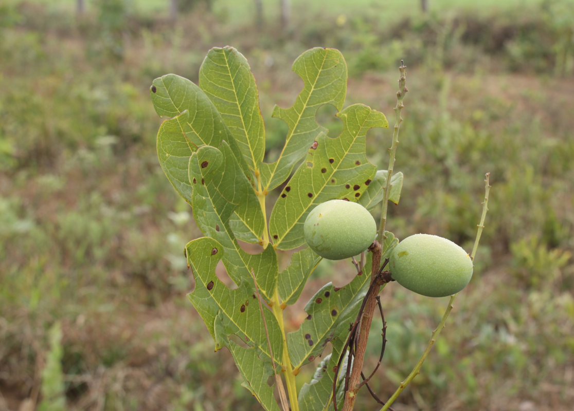 Fabaceae Leguminosae Fabaceae Andira humilis Mart. ex Benth.