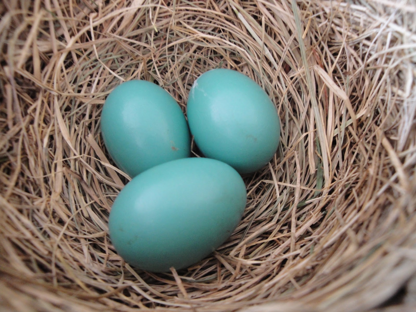 Spice Up your Life The Robin's Eggs