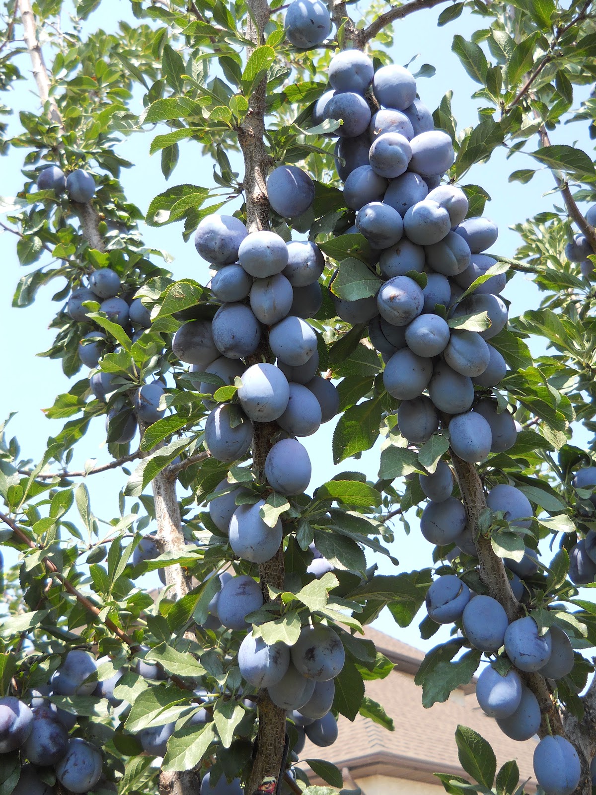 Rich Ideas SEPTEMBER Canning Raspberries and Drying Plums