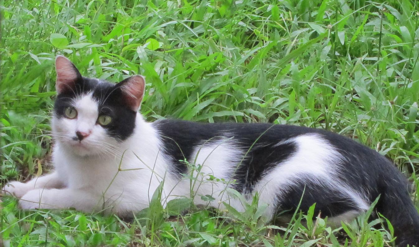 Allgemeines-Kapitel 4- Farben und Muster der Katze Bw+cat