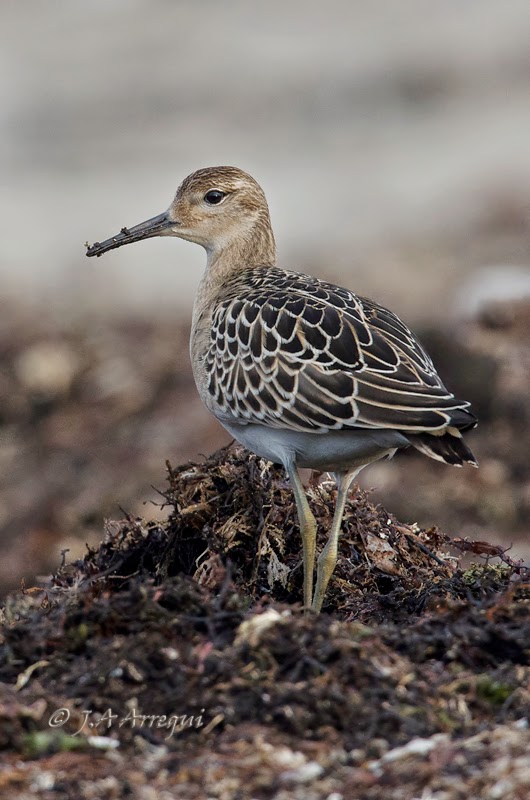 Combatiente, Philomachus pugnax, Ruff Combatiente, Philomachus pugnax, Ruff