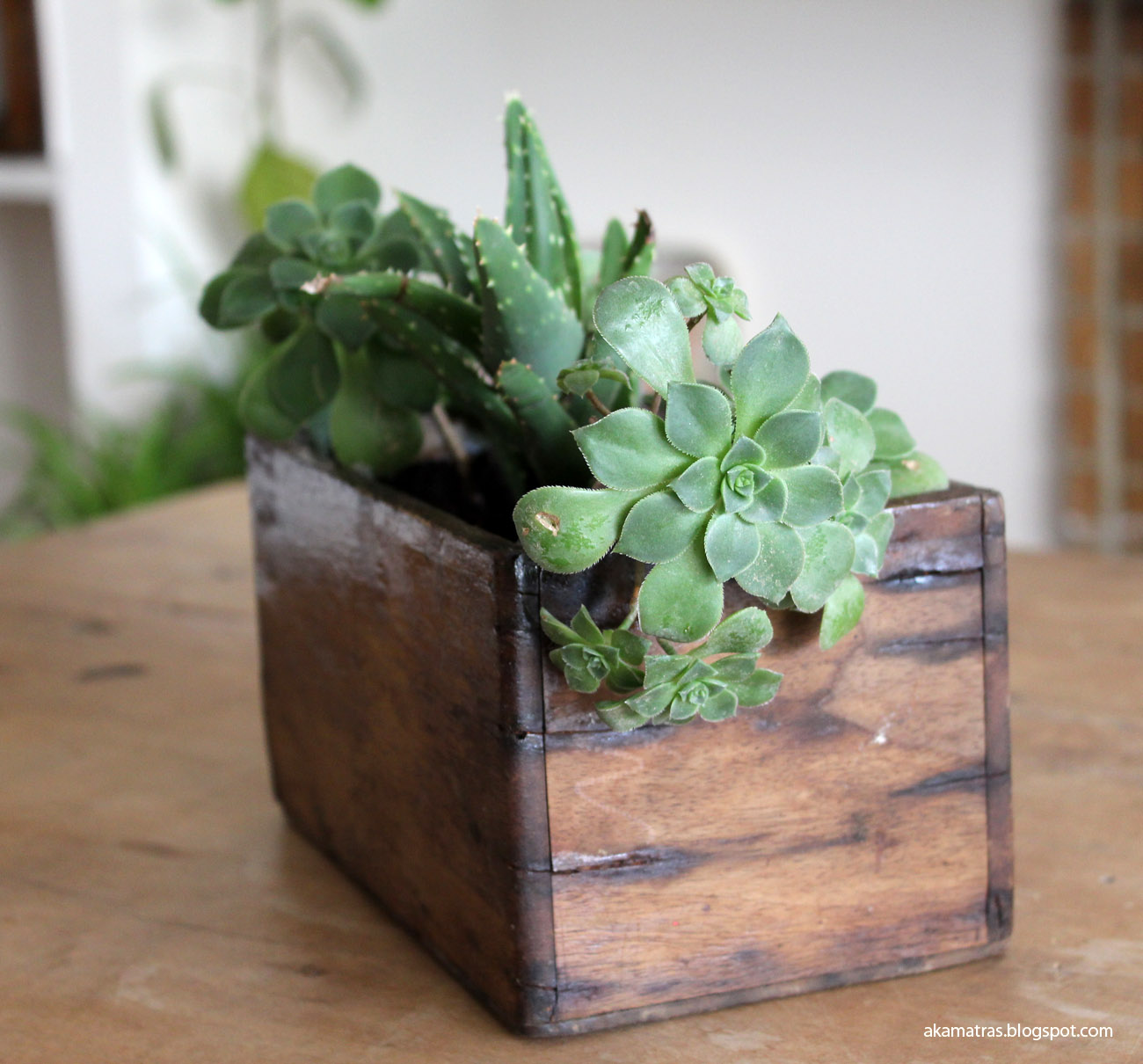 Reclaimed wooden planter for succulents DIY Akamatra