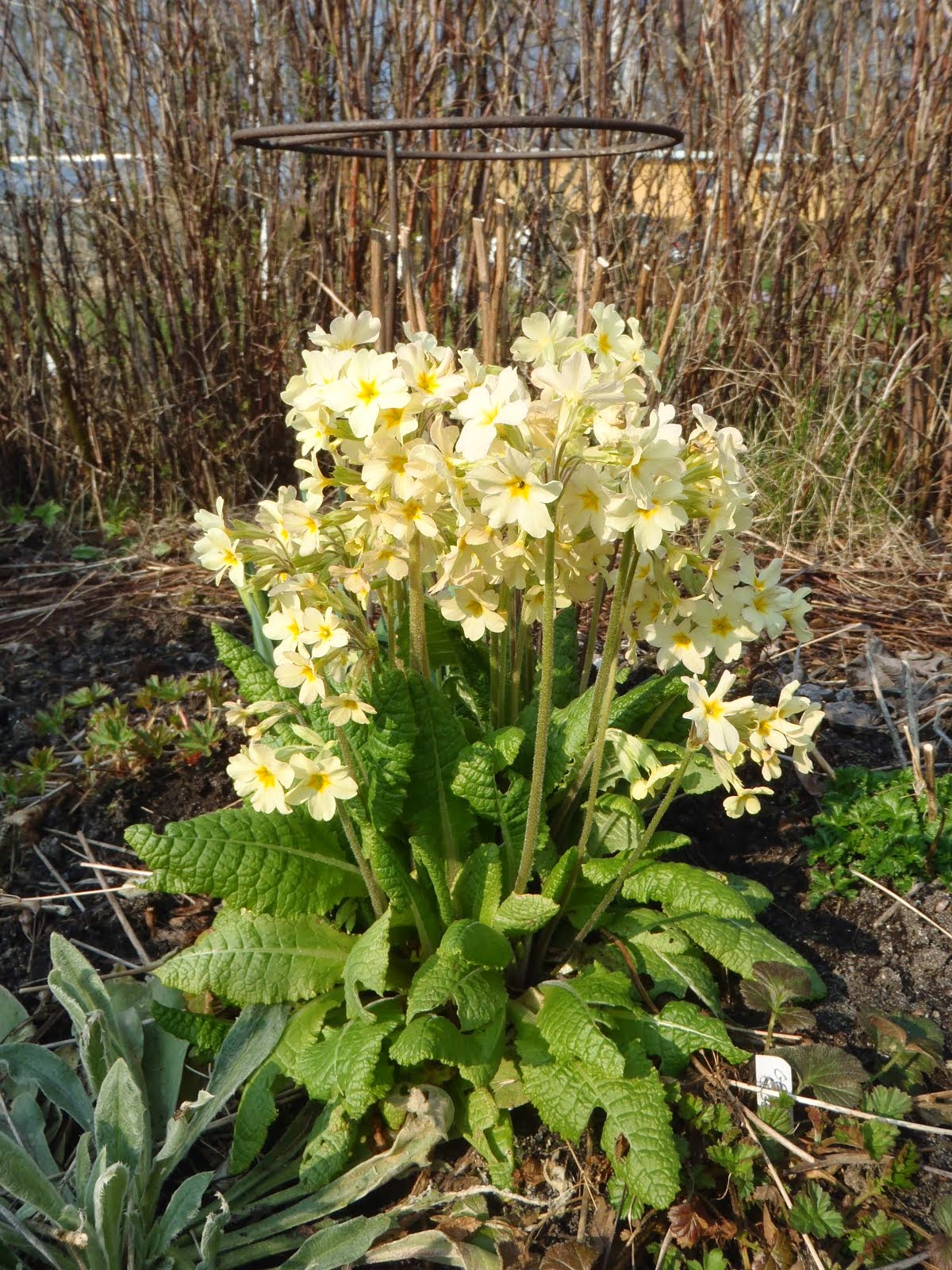 Primula