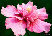 Flor rosa grande. Publicado por Marian Alcázar en 09:05 (flor rosa grande)
