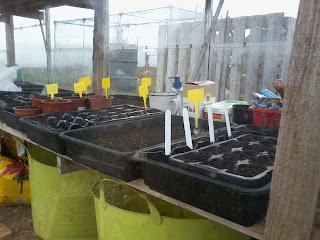 newly sown seeds.