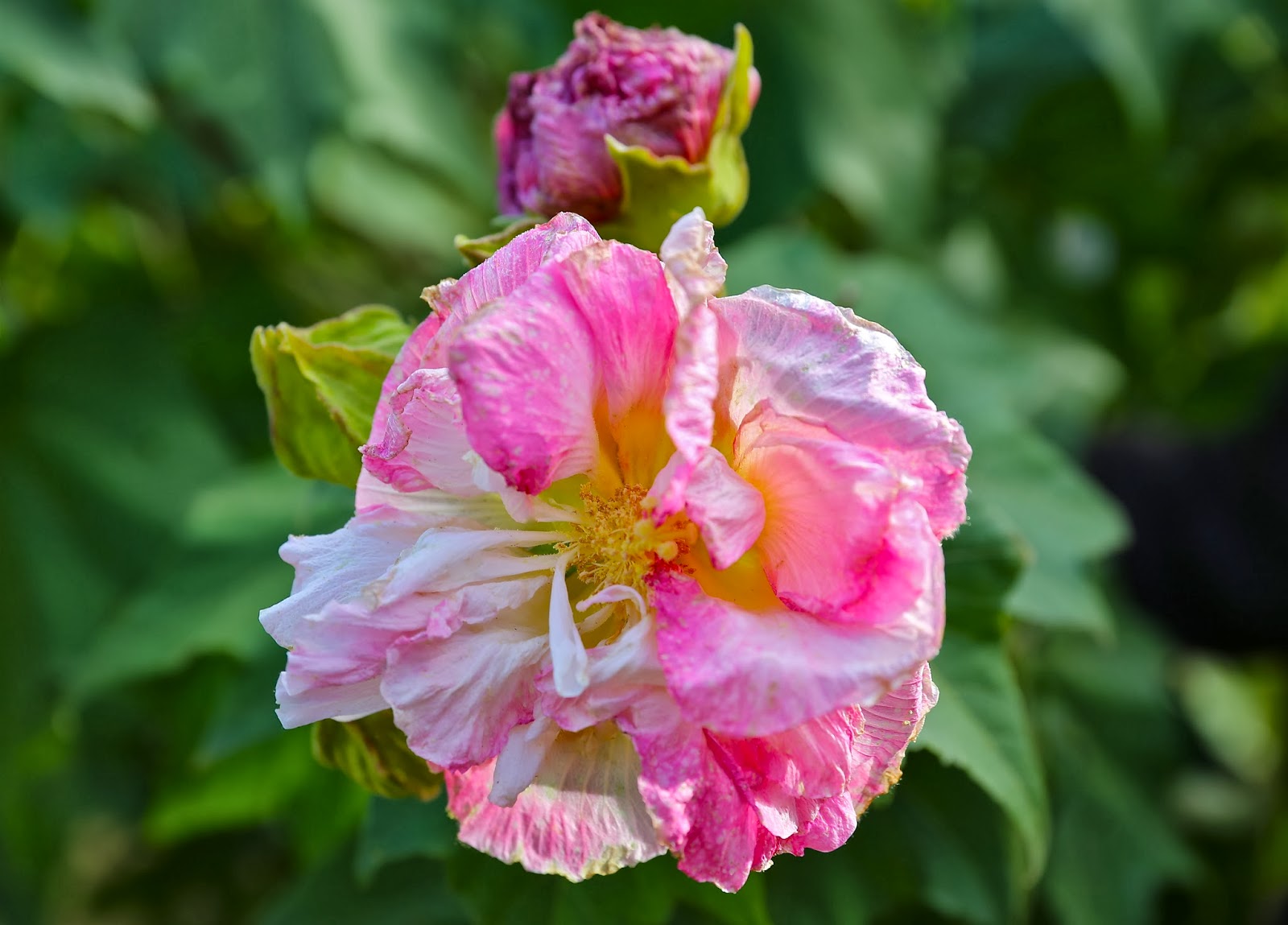 Sweet Southern Days Another Confederate Rose