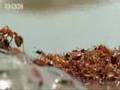 Ants create lifebot over the Amazon river