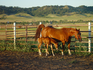 Mare and Colt inside pipe-fenced paddock in Black Hills near Piedmont photo by Lee Alley