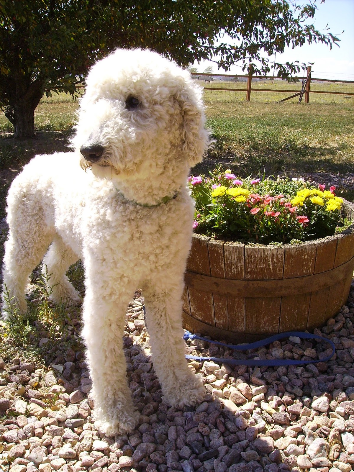 GOLDENDOODLES OF COLORADO New FIB Goldendoodles and litters