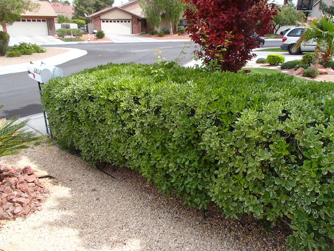 Xtremehorticulture of the Desert When and How to Prune Mock Orange