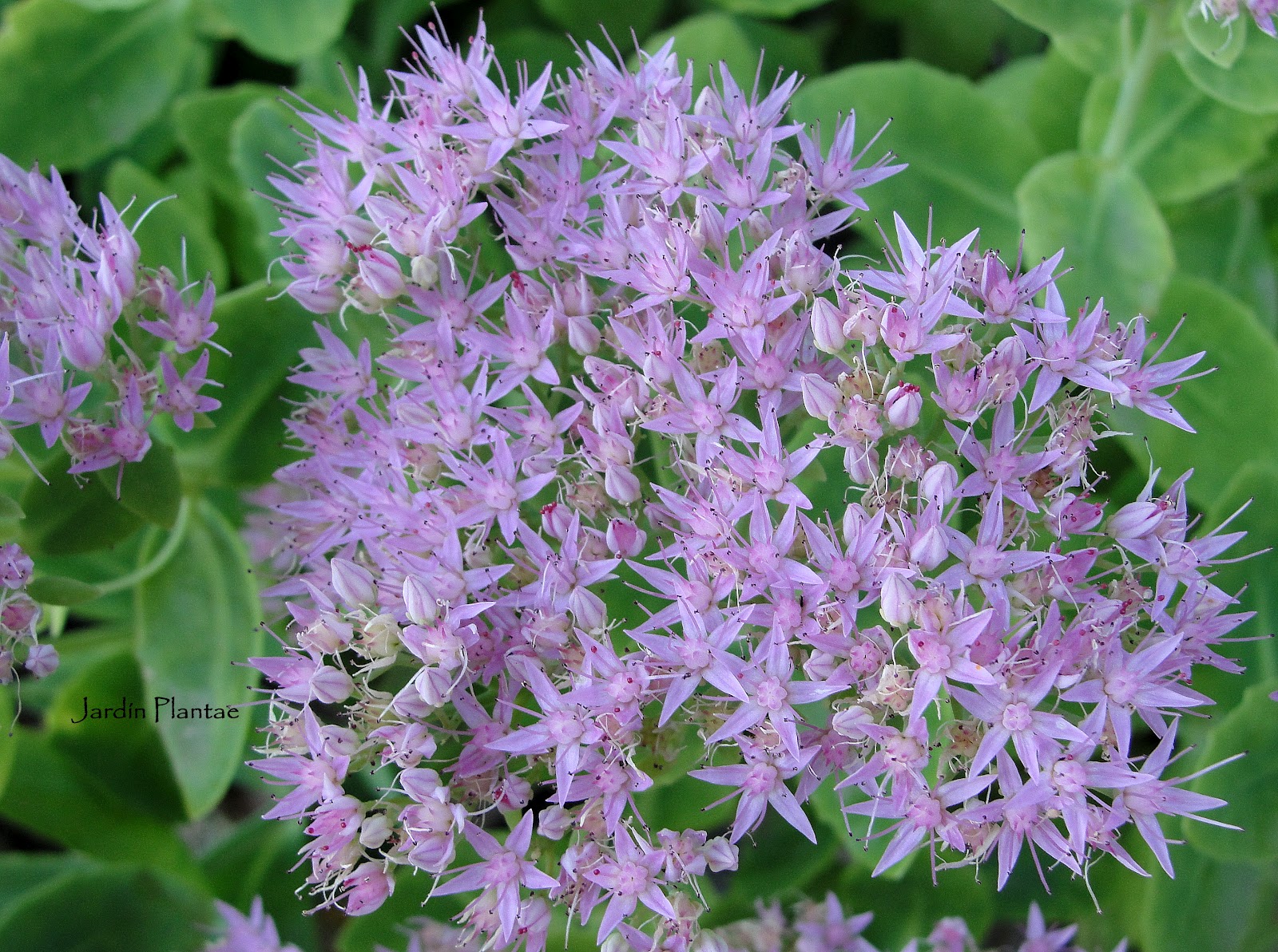 Laforet De L Alveole Au Pot De 11 Cm Pepinieres Du Bocage Jeunes