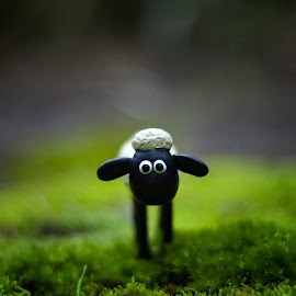 Gambar Shaun the Sheep