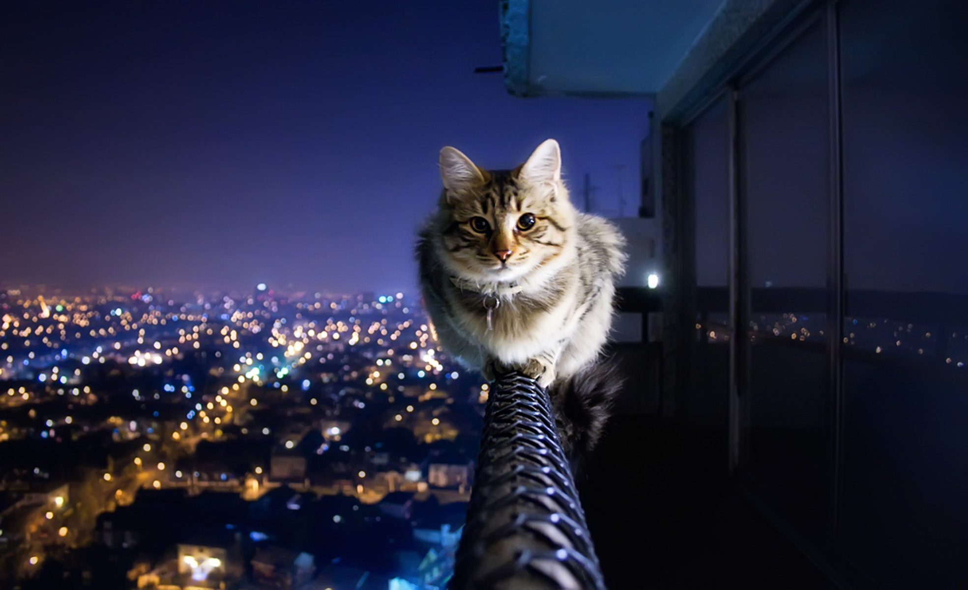 Evening with kitten image