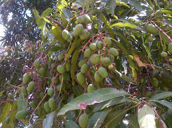 Frutos del mango