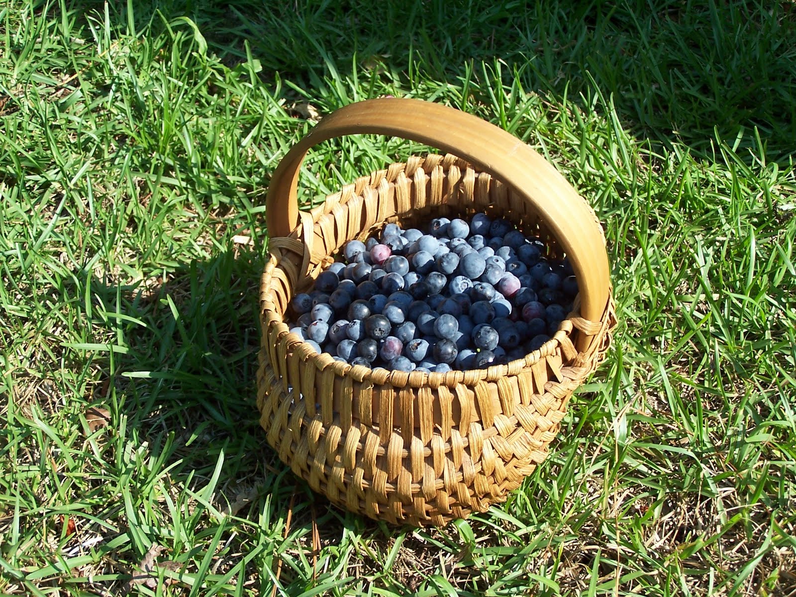 Blueberry Basket