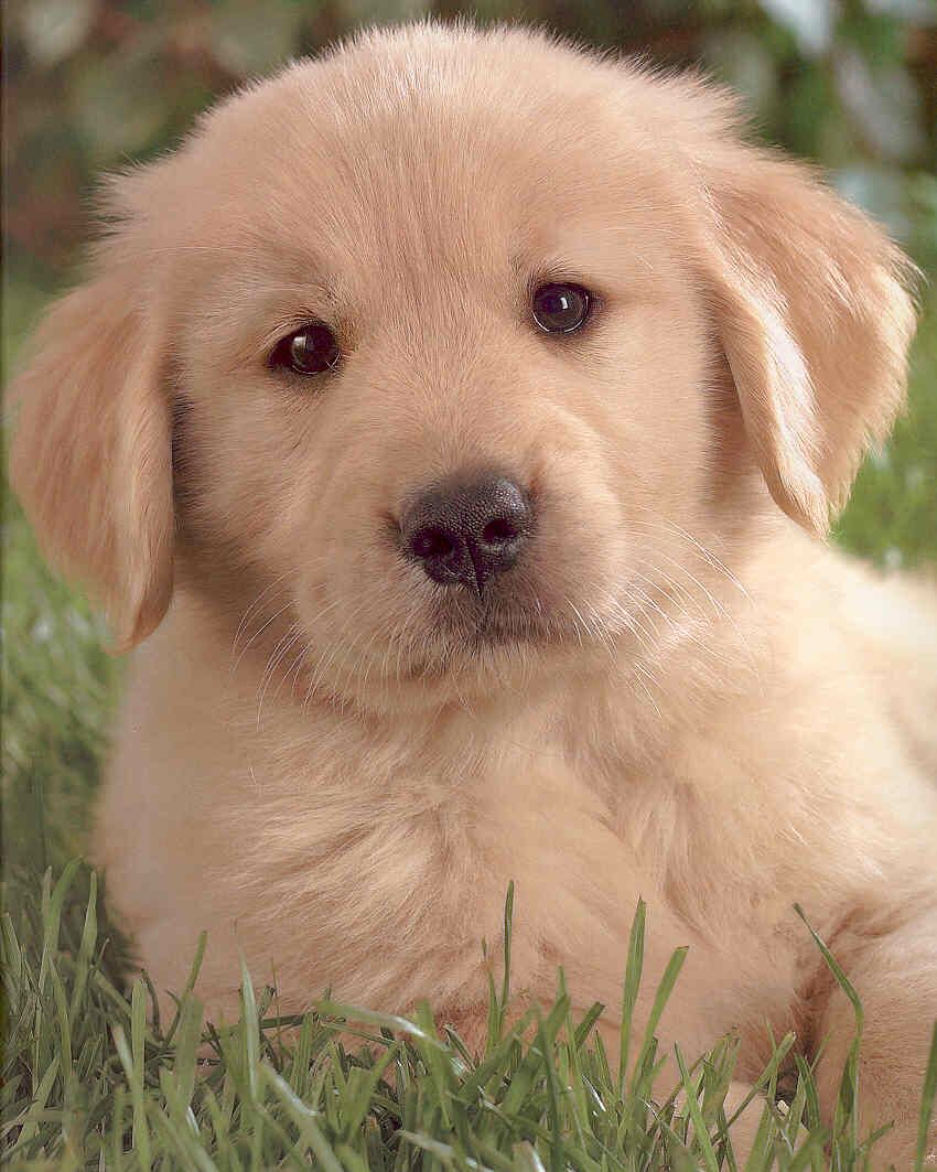 mymeaw: Golden Retriever