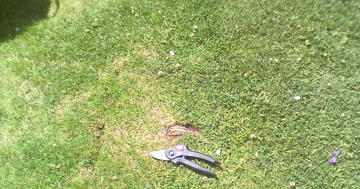 Rachel the Gardener How to deal with tree roots in the lawn