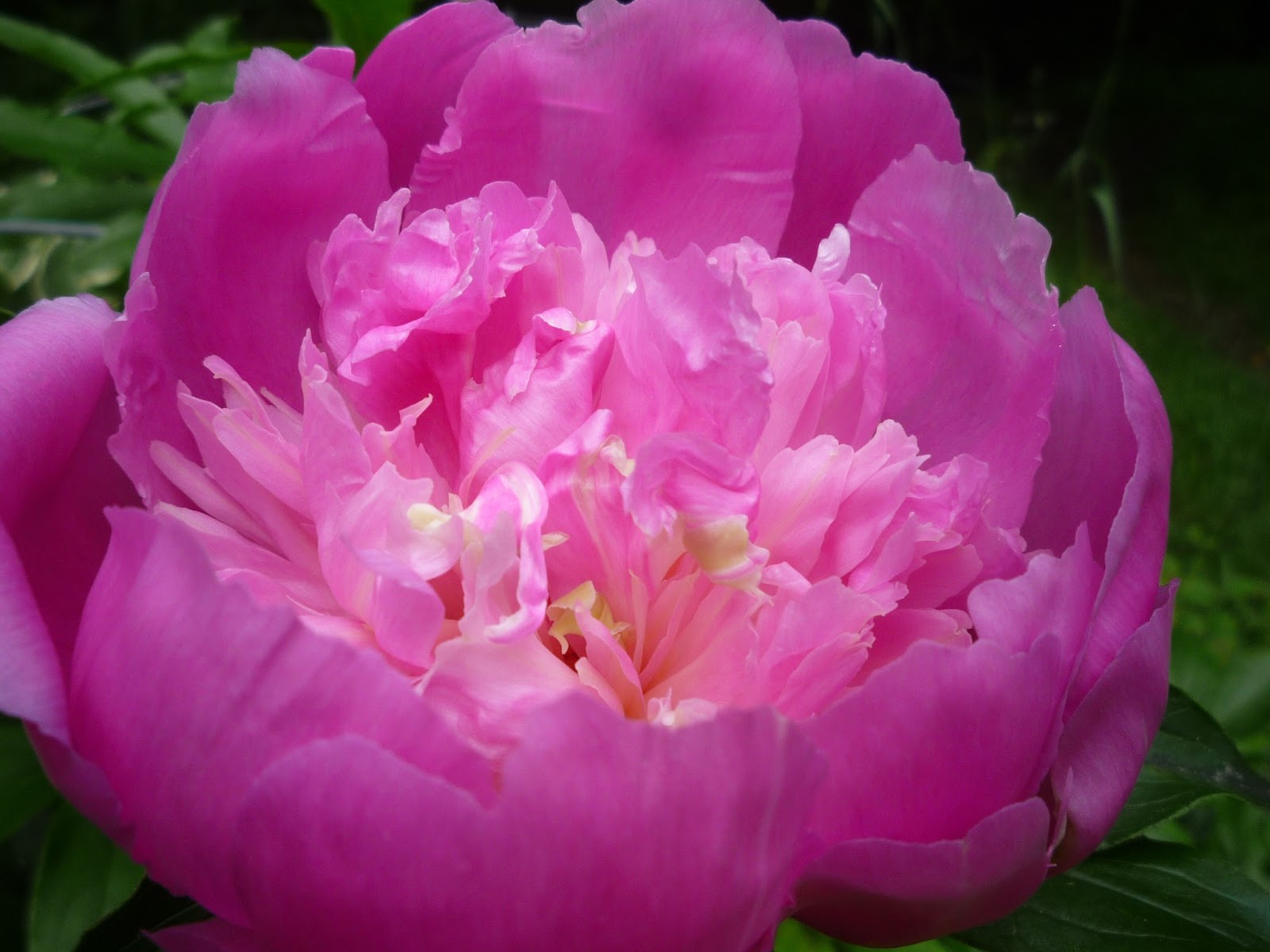 Vermont backyard flowers June 2013 South Burlington, Vermont Photos