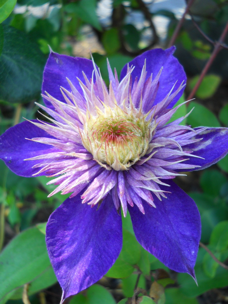 Anemone Times More plants on the Maine Coast