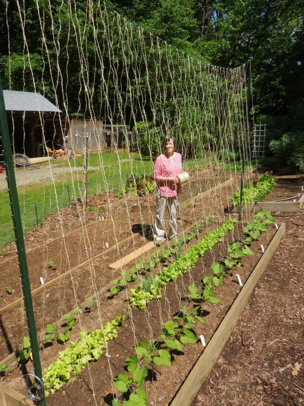 Sue's in the Garden Growing the Groceries Bean Trellis in Place