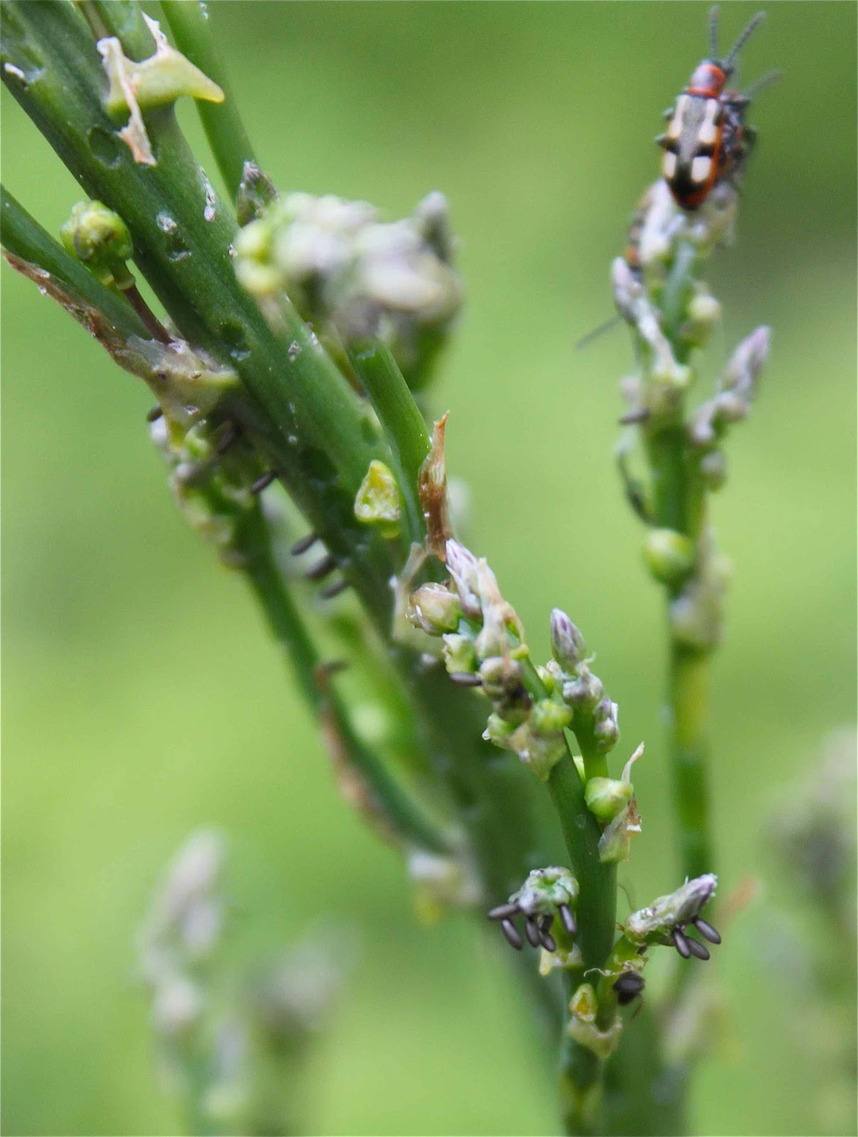 Niki Jabbour The Year Round Veggie Gardener Attack of the Asparagus