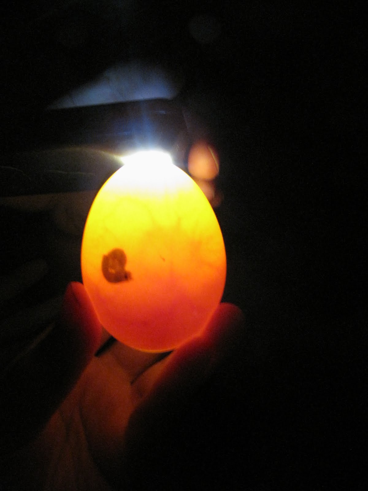 Duck eggs in incubator smell Must see Sunny