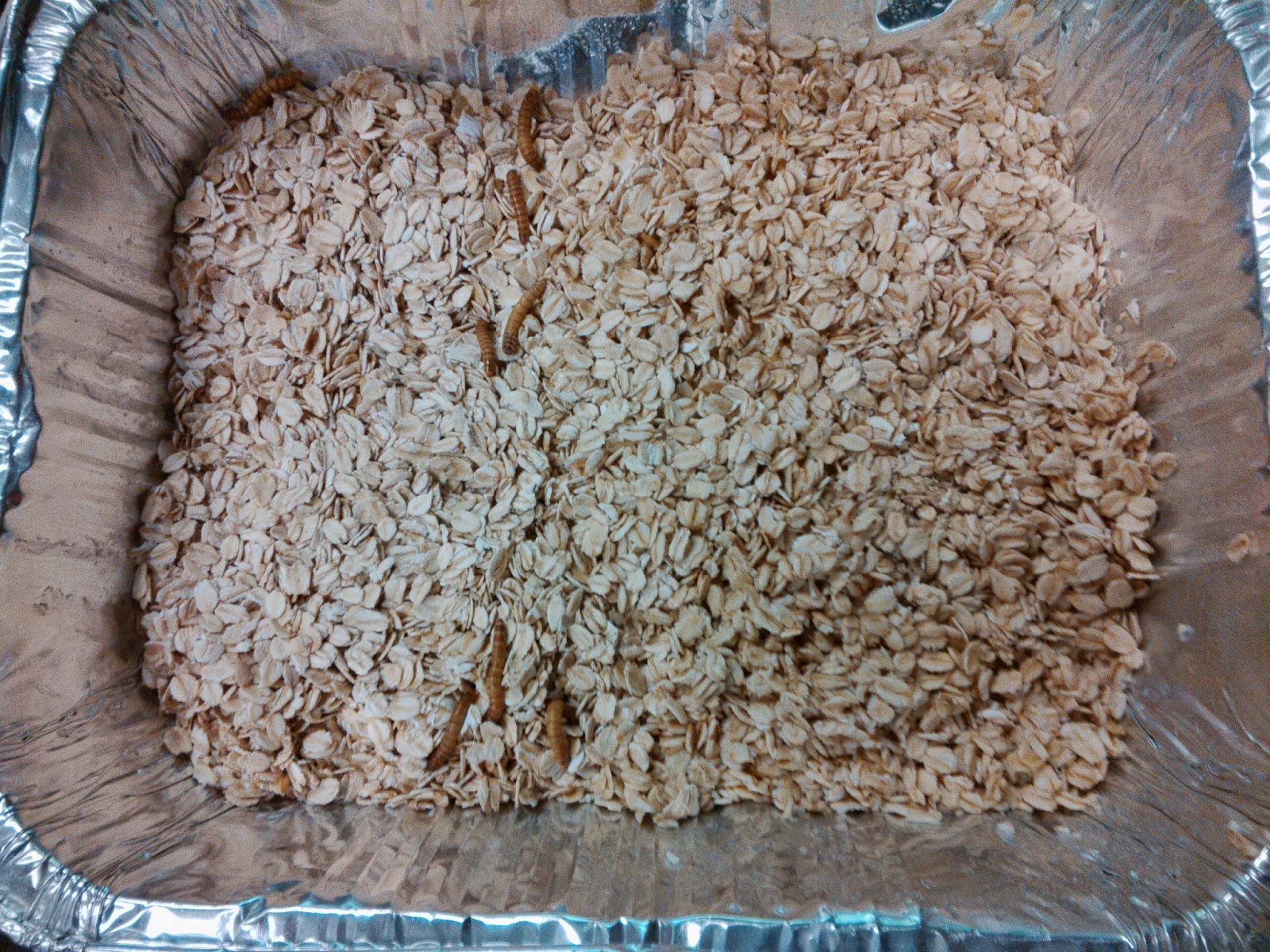 Ms. Birdsall's Classroom Blog Mealworm Experiment