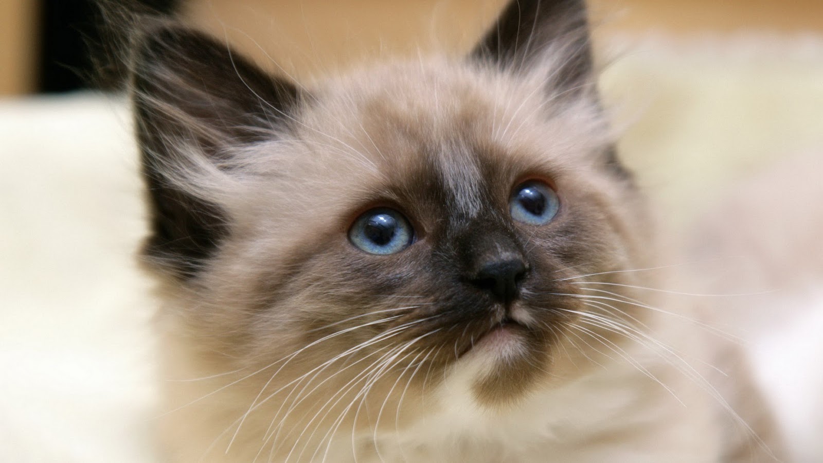 Wallpapers and Pics: Cute Pets Wallpapers