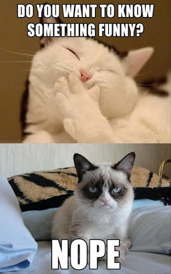 4316-grumpy-cat-funny-jokes.jpg