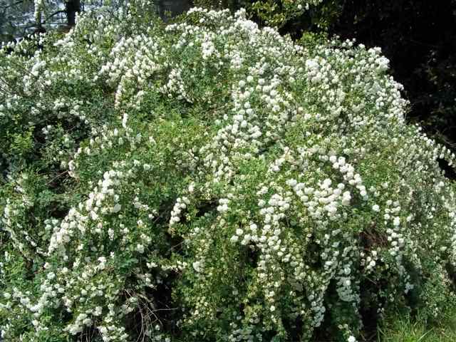 spirea bushes