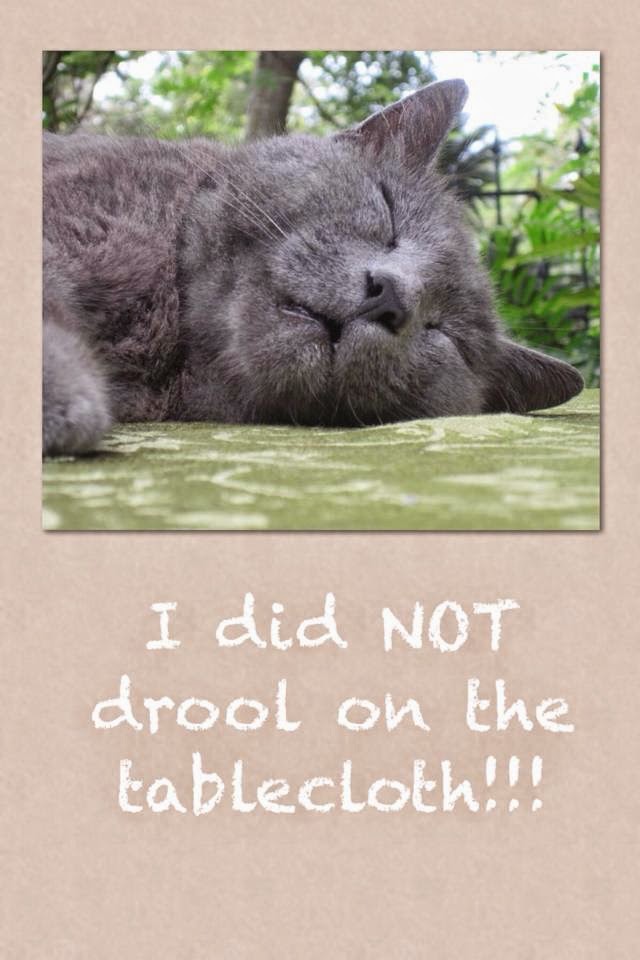 Winners Announced in "Caption Zeke Contest" for the St Francis Inn! 10 10154086 10202107378029204 2365390656988145009 n+(1) St. Francis Inn St. Augustine Bed and Breakfast