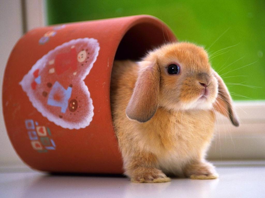 Những con thỏ cực kỳ kute và dễ thương lắm | Ảnh ý nghĩa Blog