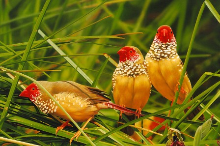 mostbeautifuldesktopwallpaper: Amazing Most Colourful Birds, Cute Birds