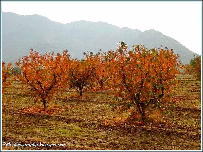 autumn trees pictures autumn trees pictures