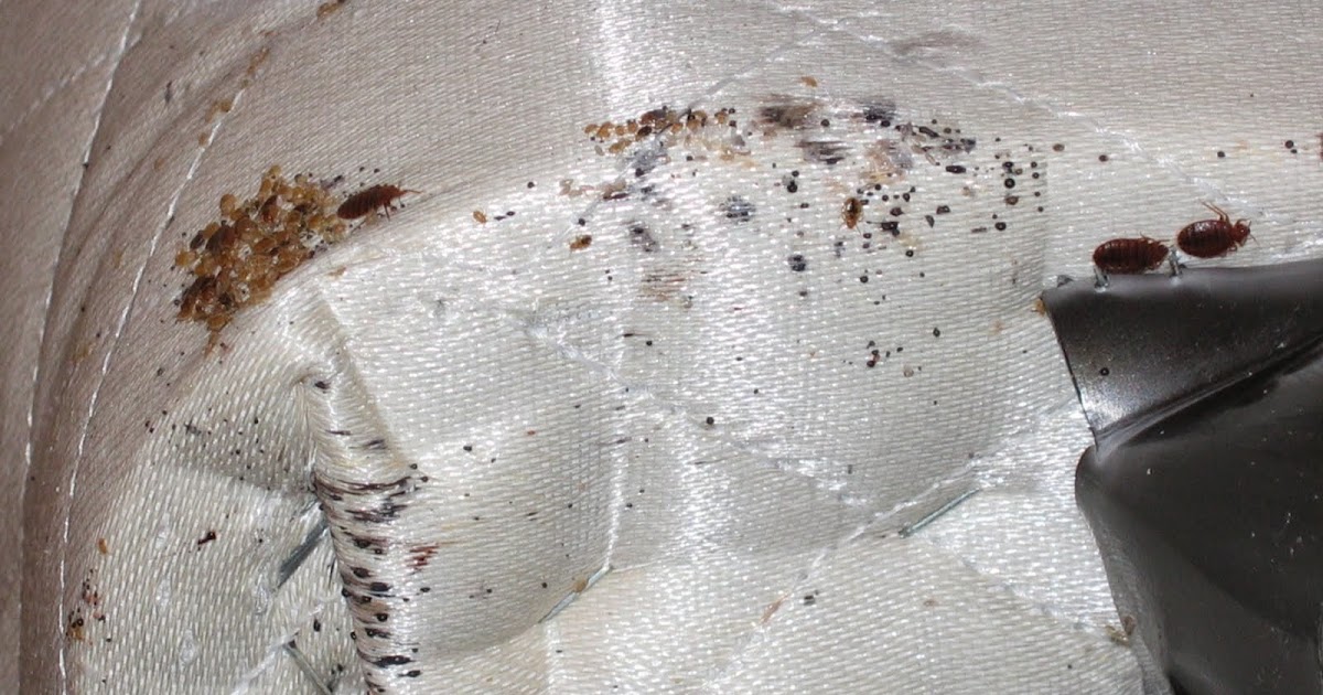 evidence of bed bugs on a mattress