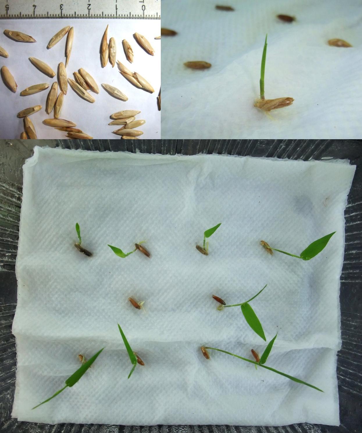 Compilation of Bamboo Seeds Bambusa