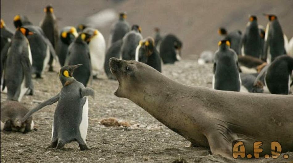 Slap The Penguin to Animal Fight Diaries