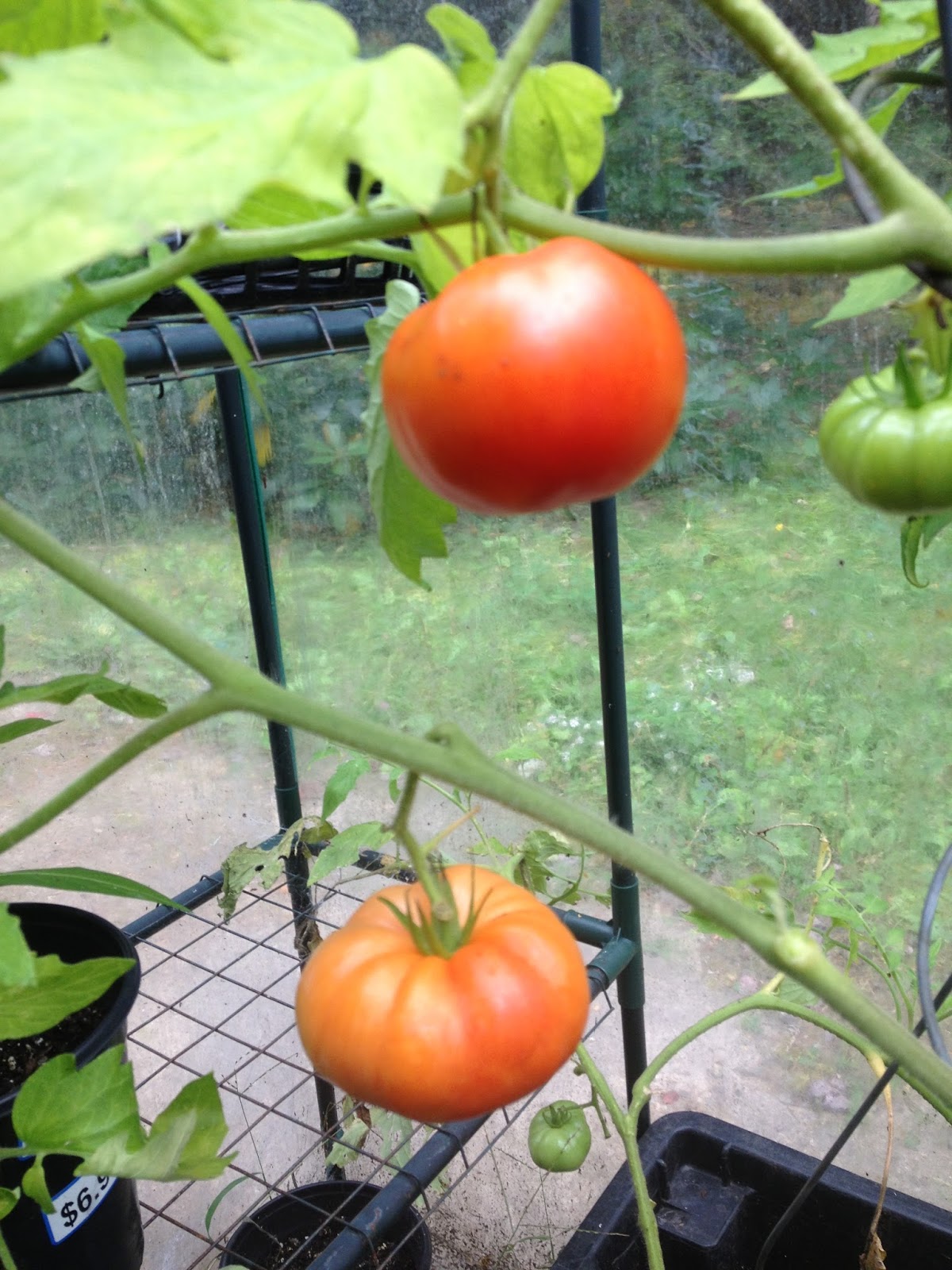 Sprouts October Greenhouse Tomatoes
