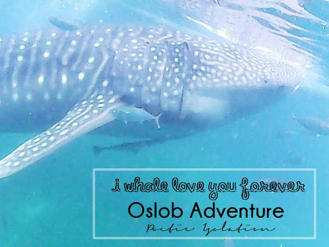 whale shark watching Oslob Cebu