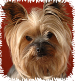 Raça Yorkshire Terrier Cachorros para apartamento