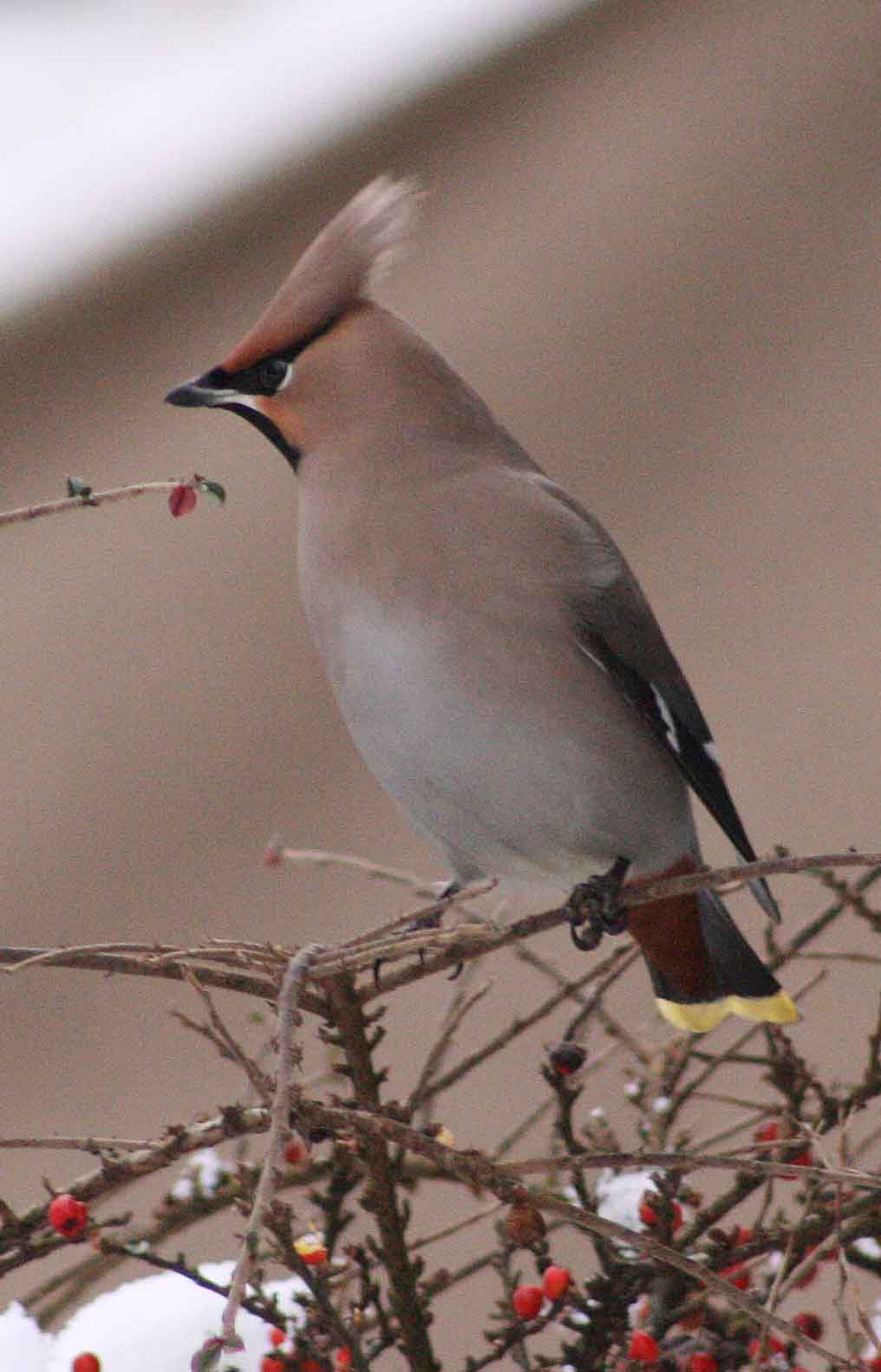 Maple Cross Birding January 2013