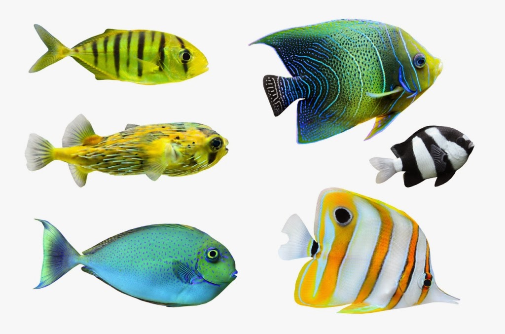 Gambar Ikan Hias Wallpaper
